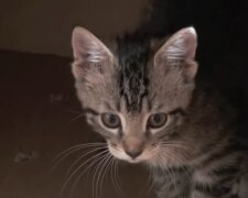 Schlaues Kätzchen. Quelle: YouTube Screenshot