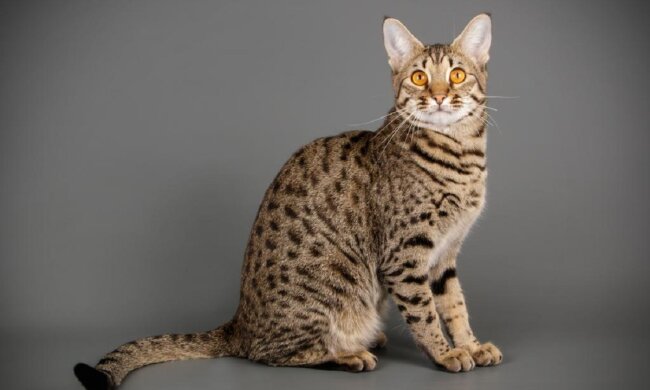 Das Paar kaufte ein Kätzchen aus einer Werbung im Internet: Nach einigen Tagen mussten sie sich an die Polizei wenden