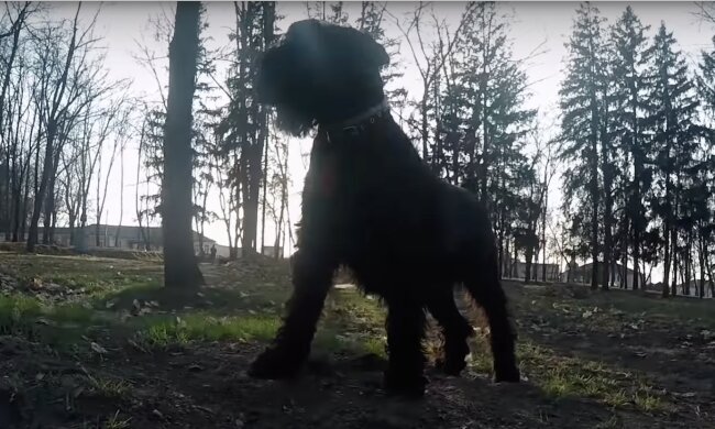 Hund. Quelle: Screenshot YouTube