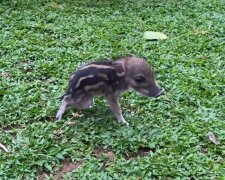 Wildschwein Yezhu. Quelle: Screenshot Youtube