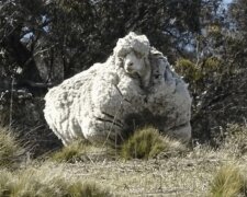 In Australien wurde ein Widder gefangen, der vor dem Besitzer davonlief und 5 Jahre lang umherwanderte