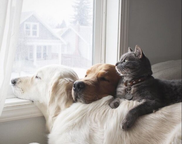 Zwei Hunde und eine Katze leben als eine Einheit zusammen