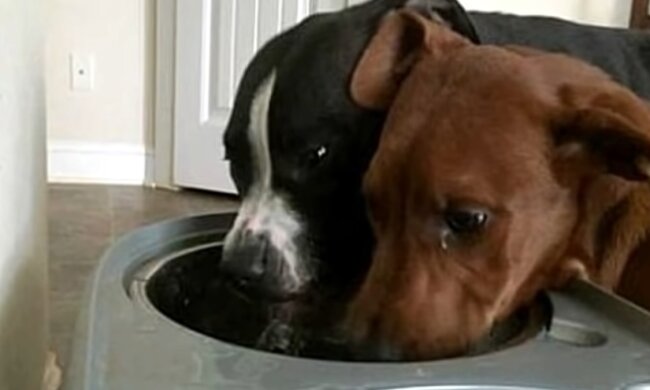 Hunde. Quelle: Video Screenshot