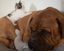 Katze und Hund. Quelle: YouTube Screenshot