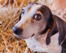 Die bekannte Fotografin zog in den Wald wegen der Liebe zu Hunde