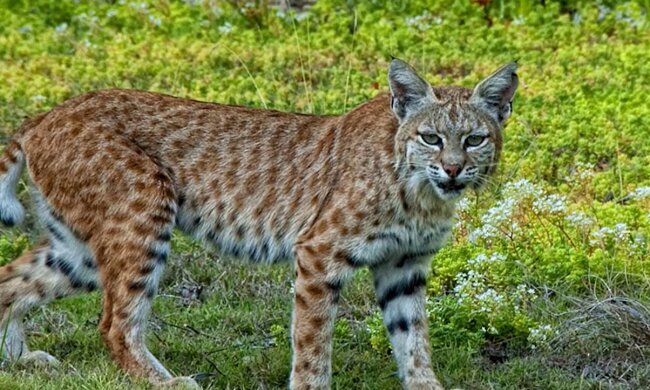 Treffen mit einem gefährlichen Raubtier. Quelle: Screenshot YouTube