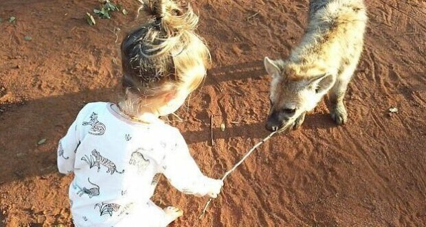 Wie ein 2-jähriges Mädchen sich mit wilden Hyänen anfreundete