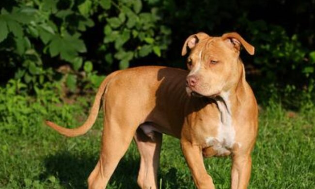 "Ich werde dich nie verlassen": Mann opferte seine Freiheit für eine Hündin, die nach Bettwanzen sucht