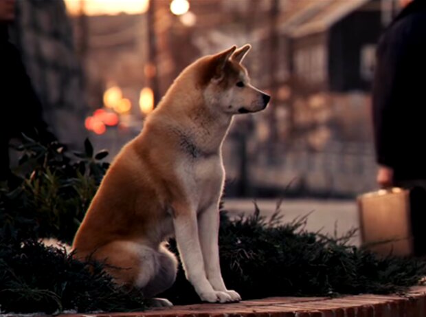 Hund hat die Geschichte von Hachiko wiederholt. Quelle: Screenshot Youtube