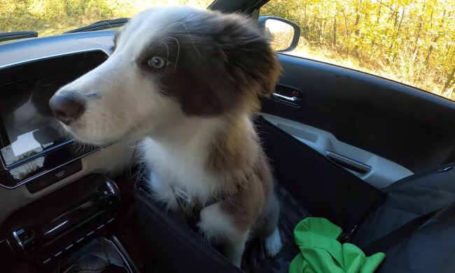 Welpe. Quelle: Youtube Screenshot