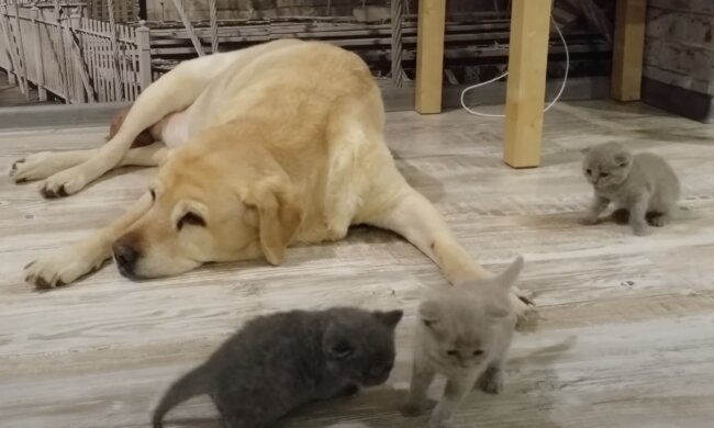 Hund und Kätzchen. Quelle: Screenshot YouTube