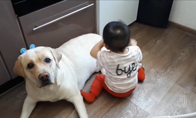 Baby mit dem Hund. Quelle: Youtube Screenshot
