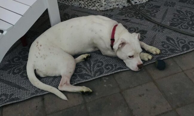 Daner, Hund. Quelle: Instagram.com