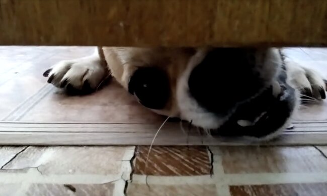 Hund. Quelle: Screenshot YouTube