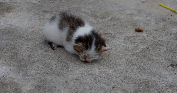 Babykatze (Symbolbild). Quelle: Youtube Screenshot