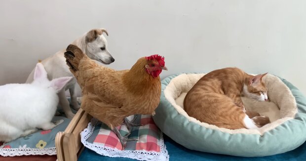 Katzenmutter bringt 10 Babys zur Welt: Hund, Henne und Kaninchen helfen liebevoll mit