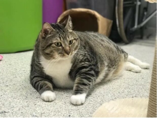 Wie eine dicke Katze eine Familie fand, nachdem die Familie sie in ein Tierheim gebracht hatte