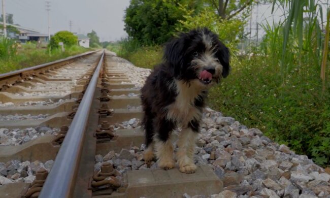 Streunender Hund. Quelle: YouTube Screenshot