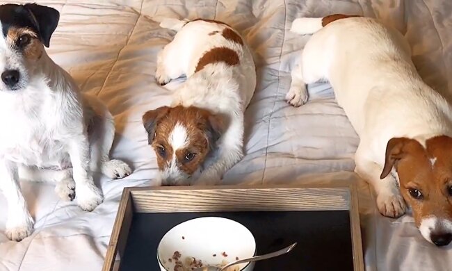 Die Hingebungsvolle Hundebesitzerin. Quelle: Youtube Screenshot