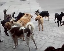 Streunende Hunde. Quelle: Screenshot Youtube