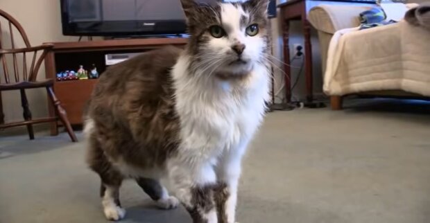 22-jährige Katze. Quelle: Youtube Screenshot