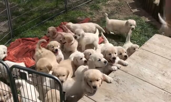 Welpen. Quelle: Youtube Screenshot