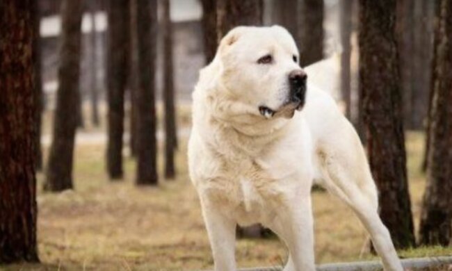 Hund.Quelle: Screenshot YouTube