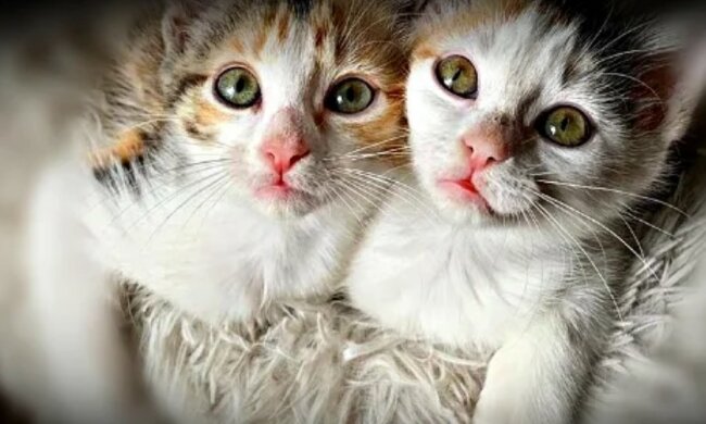 Rettung der Tieren: Kätzchen wurden auf dem Parkplatz abgeholt und bekamen hoffnungsvolle Zukunft