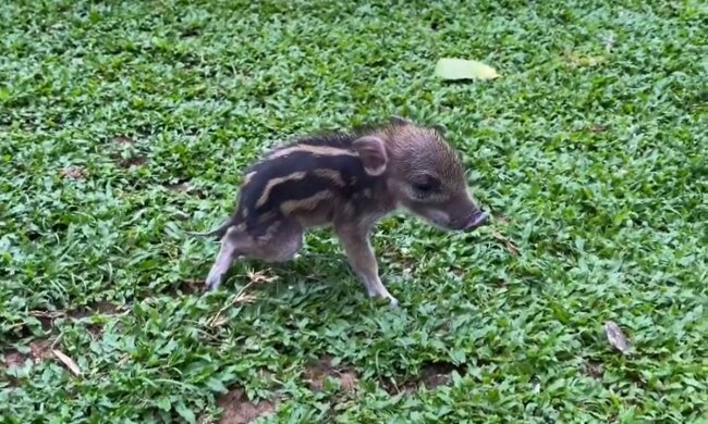 Wildschwein Yezhu. Quelle: Screenshot Youtube