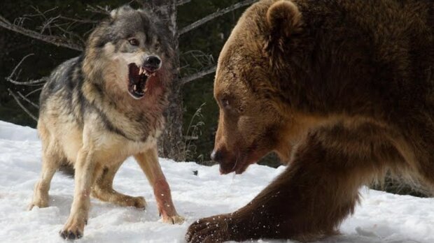 Der Mann war Teil des Rudels und die Wölfe schützten ihn vor dem Bären, wobei sie ihr Leben riskierten