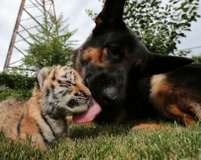 Wie die Hunde das kleine Tigerchen großziehen, auf das die Mutter verzichtet hat