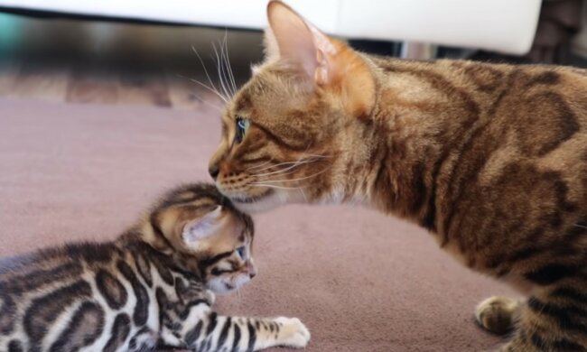 Drei Generationen: eine Großmutterkatze seiht ihre Enkelkinder zum ersten Mal