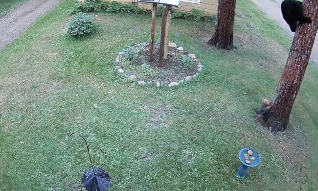 Hund und Bär. Quelle:  Screenshot YouTube