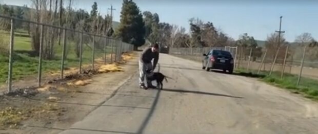 Der Besitzer warf den leichtgläubigen Hund und fuhr weg