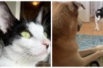 Katze und Hund. Quelle: Screenshot YouTube