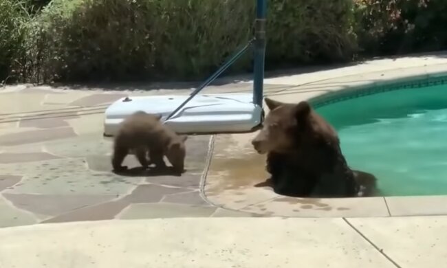 Bärin und Bärchen. Quelle: Screenshot Youtube