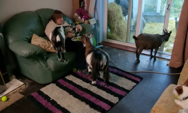 Das Leben mit drei Ziegen. Quelle: Youtube Screenshot