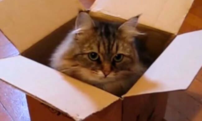 Ein schlauer Plan des Flauschis. Quelle: Screenshot YouTube