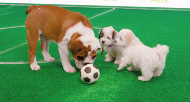 Hunde im Fußball. Quelle: YouTube Screenshot