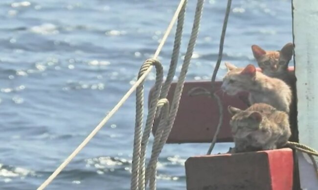 Kätzchen am Schiff. Quelle: Screenshot Youtube