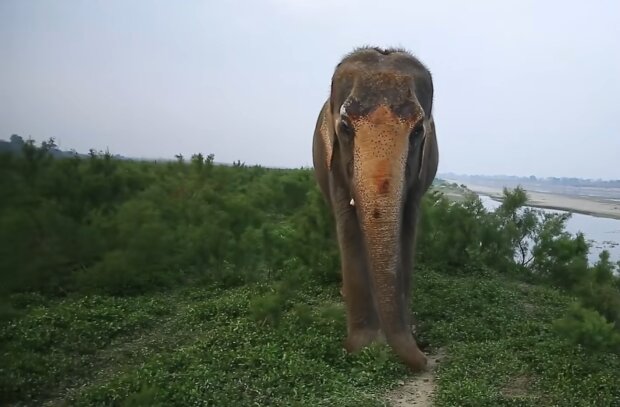 Nach 46 Jahren in Unfreiheit wurde ein Elefantenweibchen, das nicht sehen kann, freigelassen