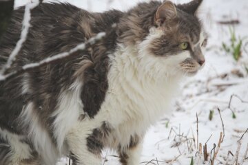Jeder ging an einer unschönen Katze vorbei: Aber eine Frau nahm sie mit