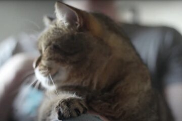 Katze. Quelle: Screenshot YouTube