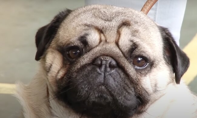 Mops. Quelle: Screenshot YouTube