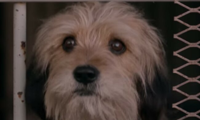 Langer Weg auf der Suche nach Familie. Quelle: Screenshot YouTube