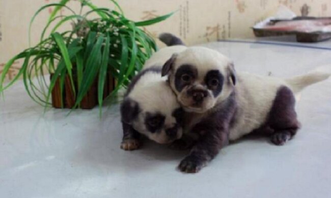 Niedliche pandaähnliche Welpen wurden bei einem gewöhnlichen Hund geboren