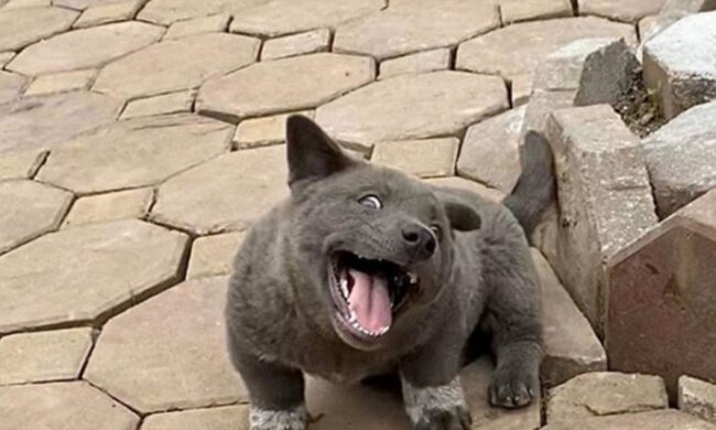 Niemand kann verstehen, wer es ist: ein ungewöhnliches Tier, das gleichzeitig wie ein Hund und eine Katze aussieht