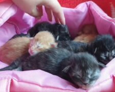 Vier verwaiste Kätzchen bleiben eng aneinander gekuschelt, um sich Mut zu machen und Schwierigkeiten zu überstehen