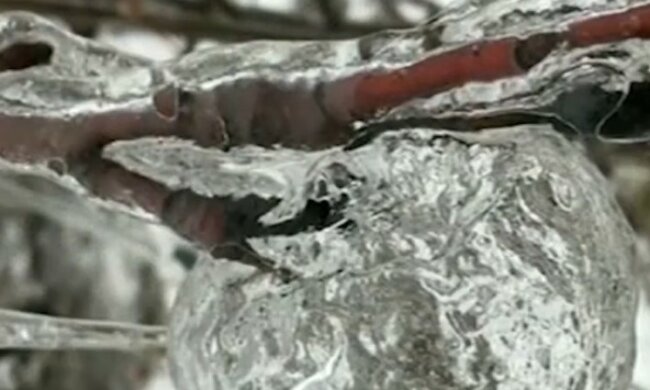 "Geisteräpfel": Menschen entdeckten durchsichtige Äpfel ohne Kerngehäuse, Details