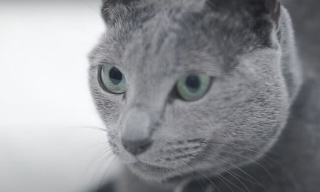 Kater. Quelle: Screenshot YouTube